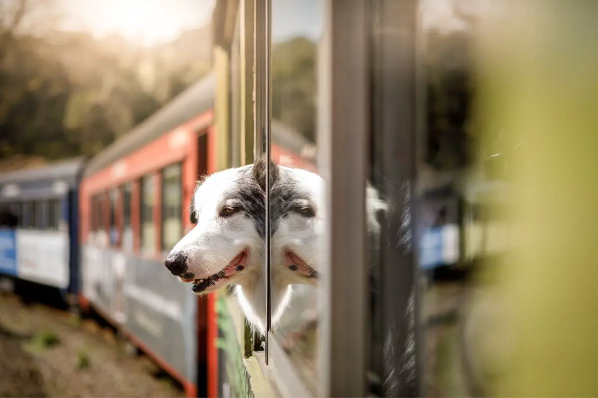 Amtrak and sales service dogs