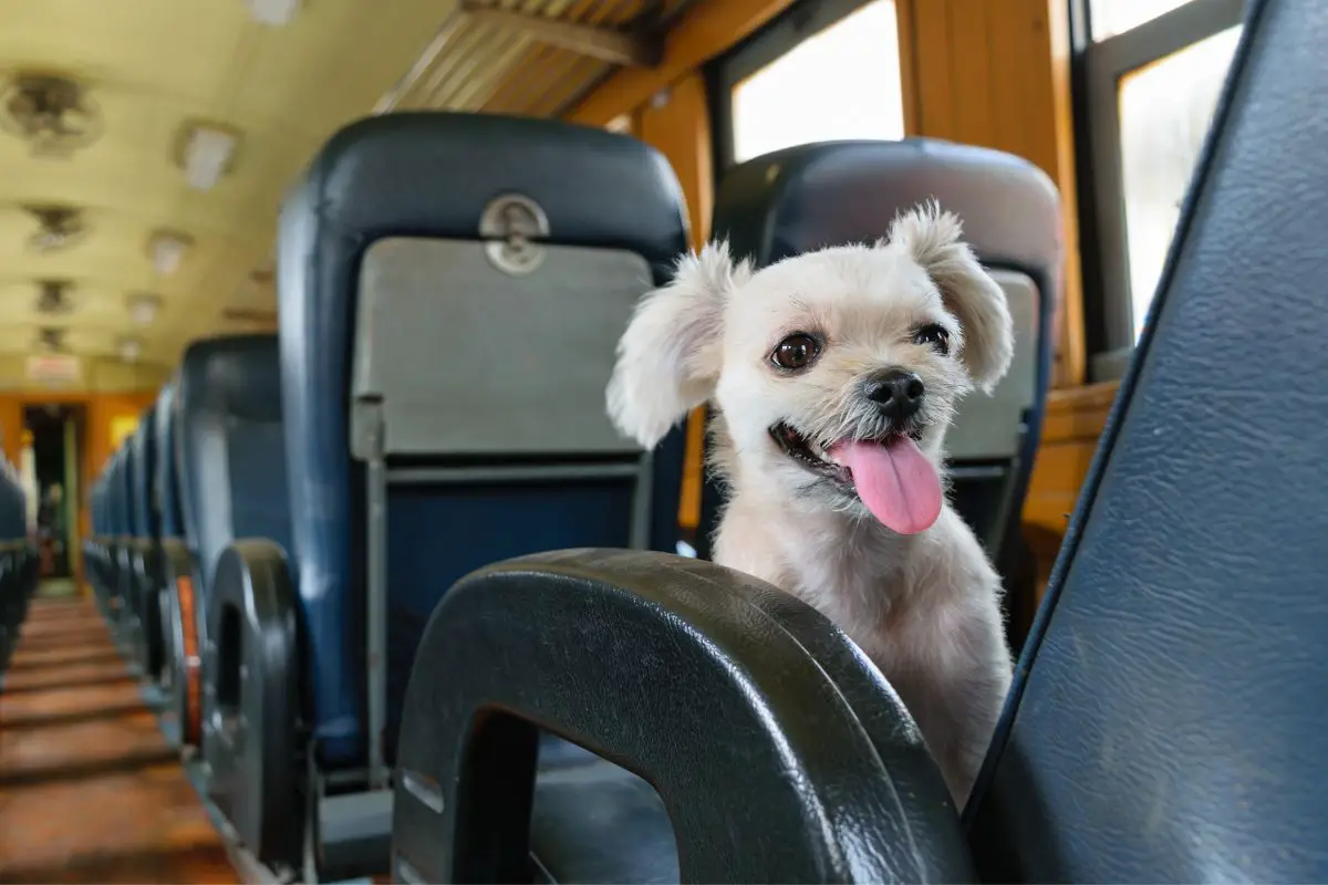 Are Dogs Allowed On Amtrak?
