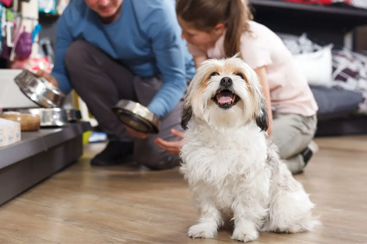 Are Emotional Support Animals Allowed In Stores