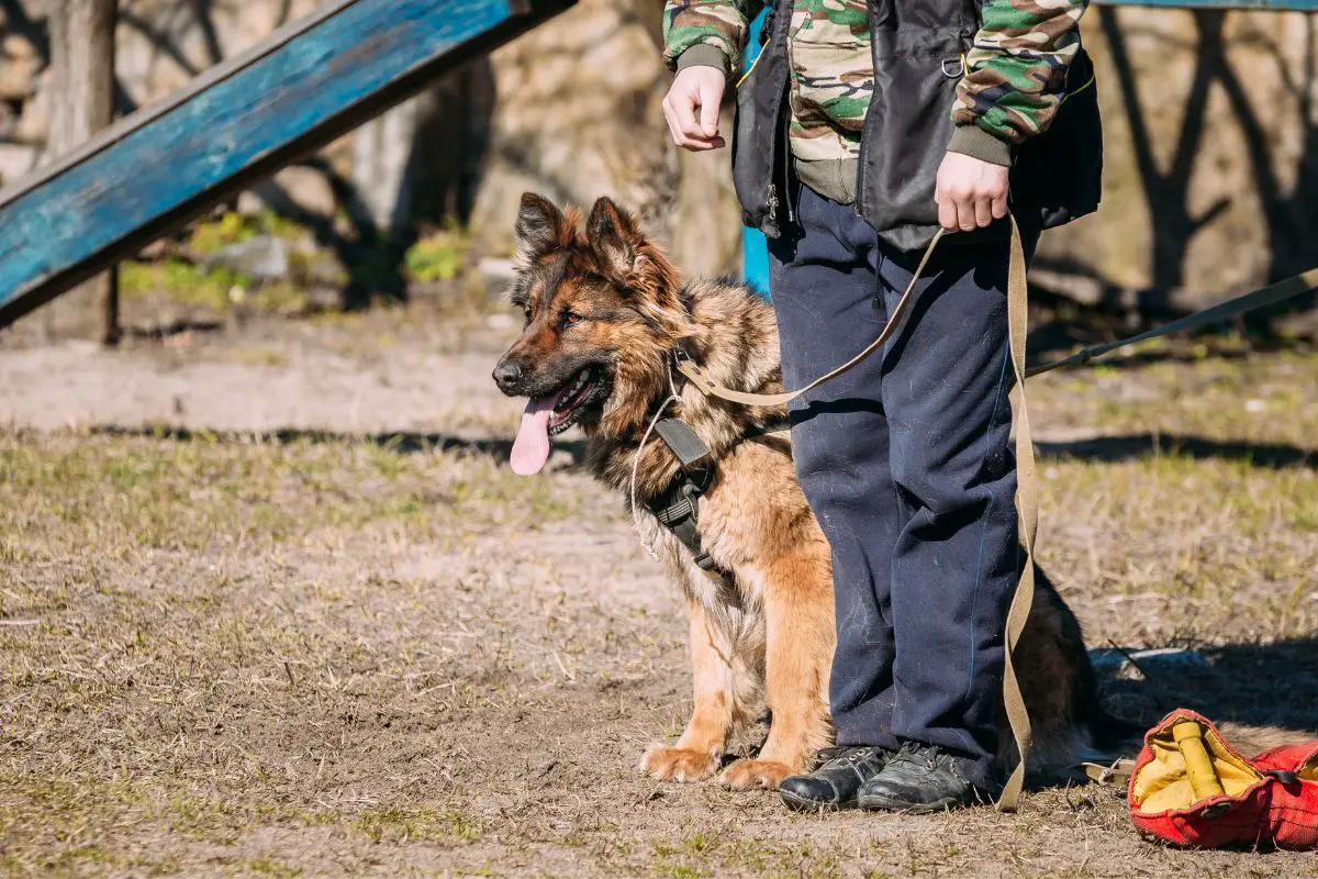 Are-German-Shepherds-Easy-To-Train-1