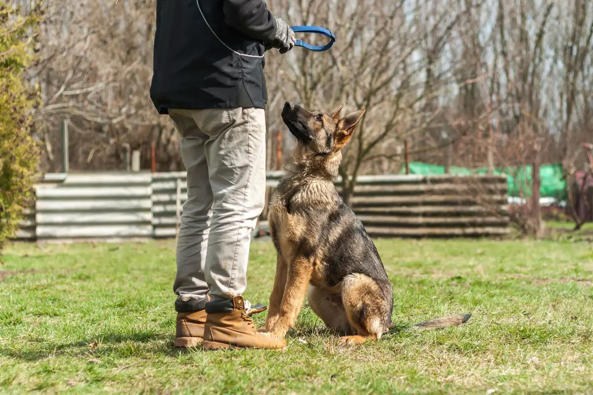 Are-German-Shepherds-Easy-To-Train