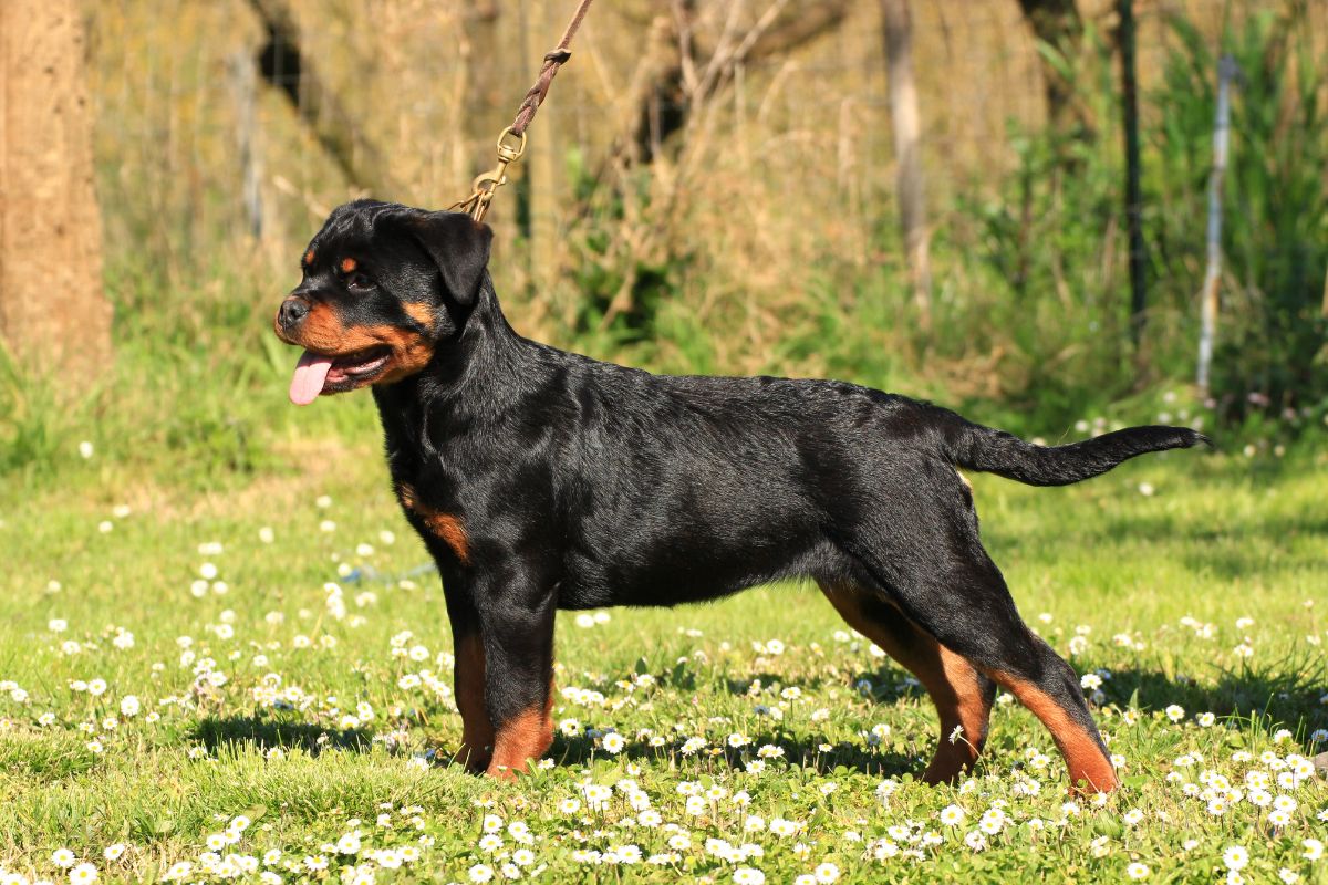 Are Rottweilers Easy To Train?