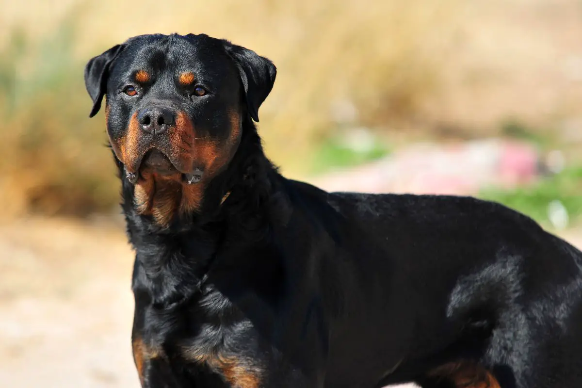 Are Rottweilers Easy To Train?