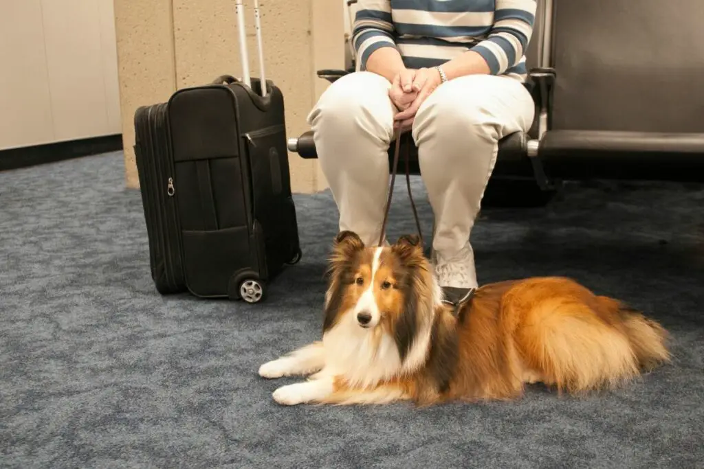 are-service-dogs-allowed-in-hospitals-therapy-pets-unlimited