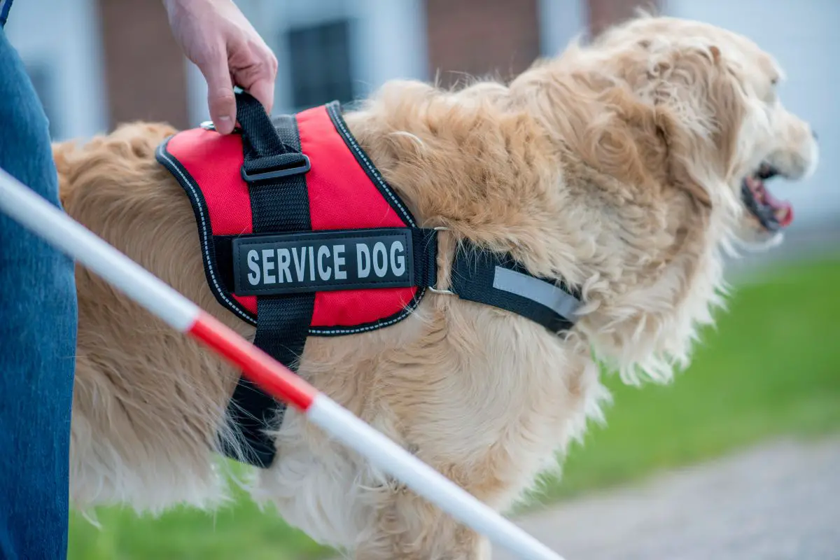 Are Service Dogs Required To Wear A Vest?