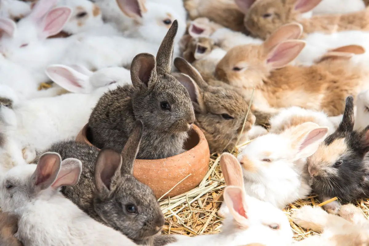 Are there any Criteria for Emotional Support Rabbits?