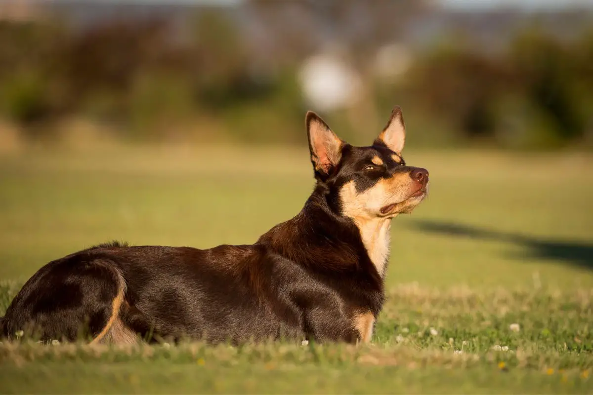 Best Companion Dogs
