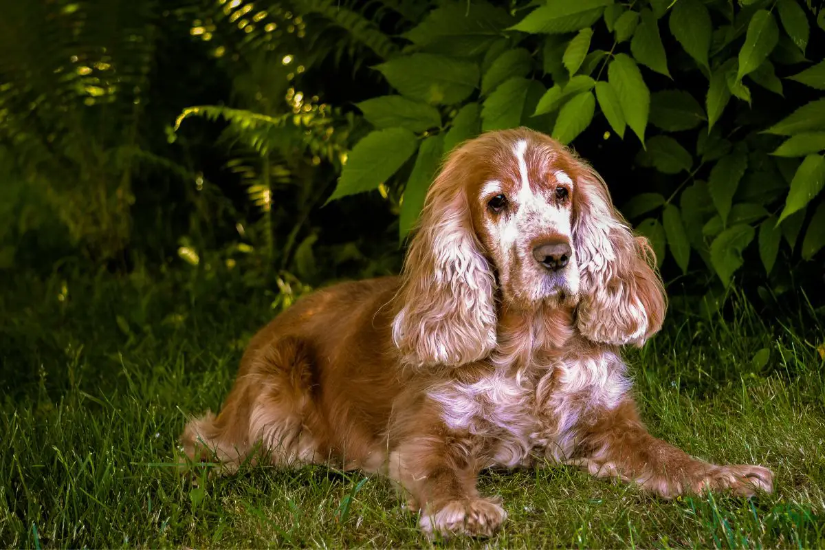 Best Dogs For Anxiety - Therapy Pets Unlimited