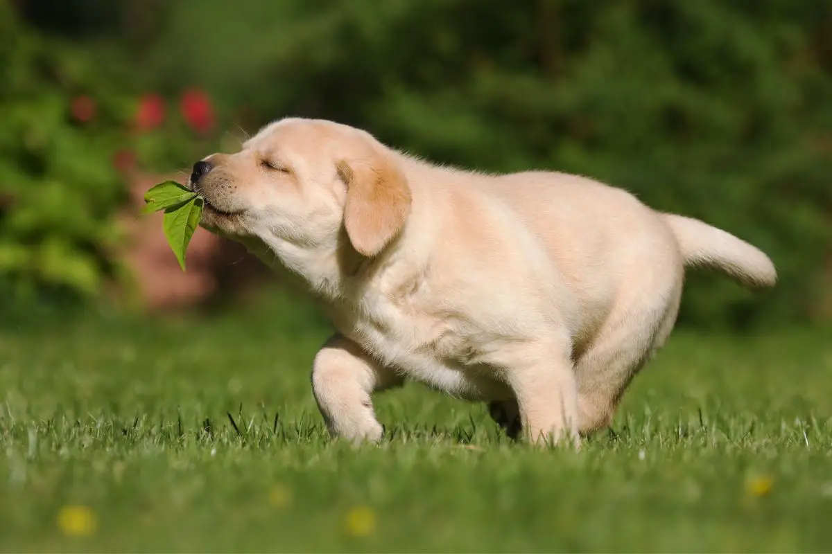 Best Emotional Support Dogs