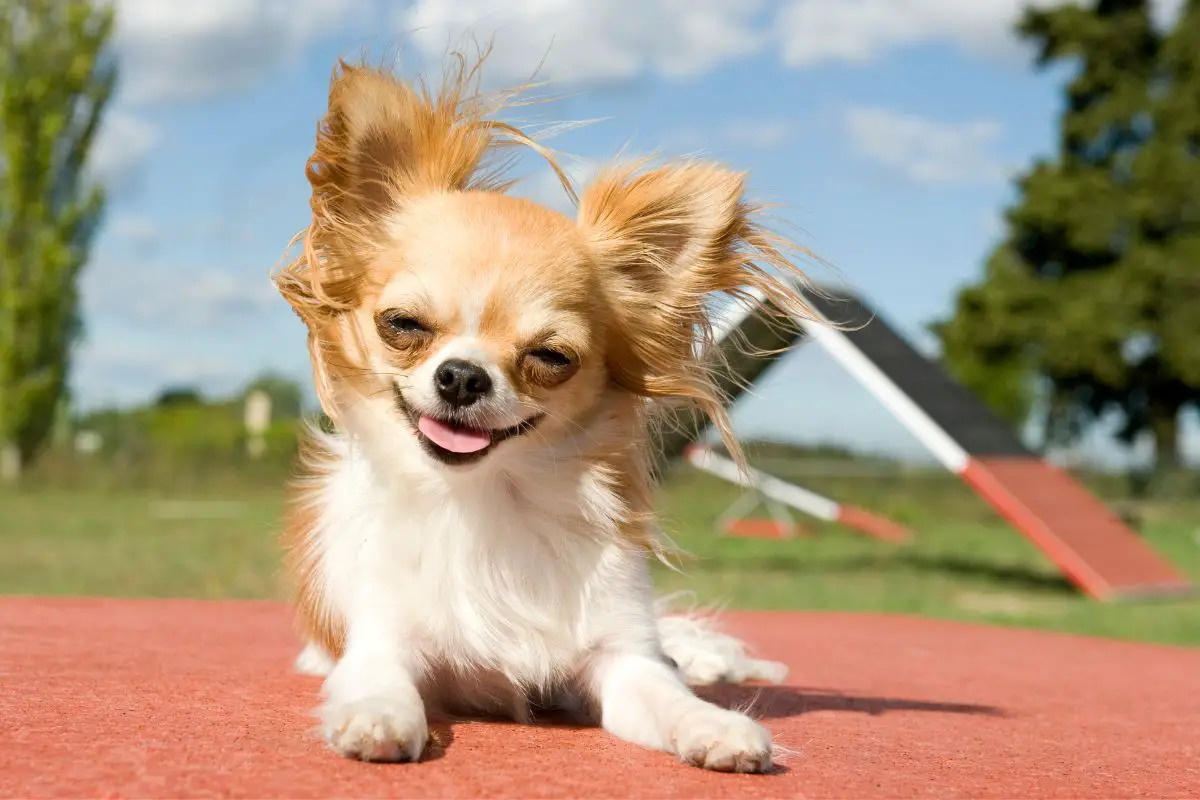 Best Emotional Support Dogs