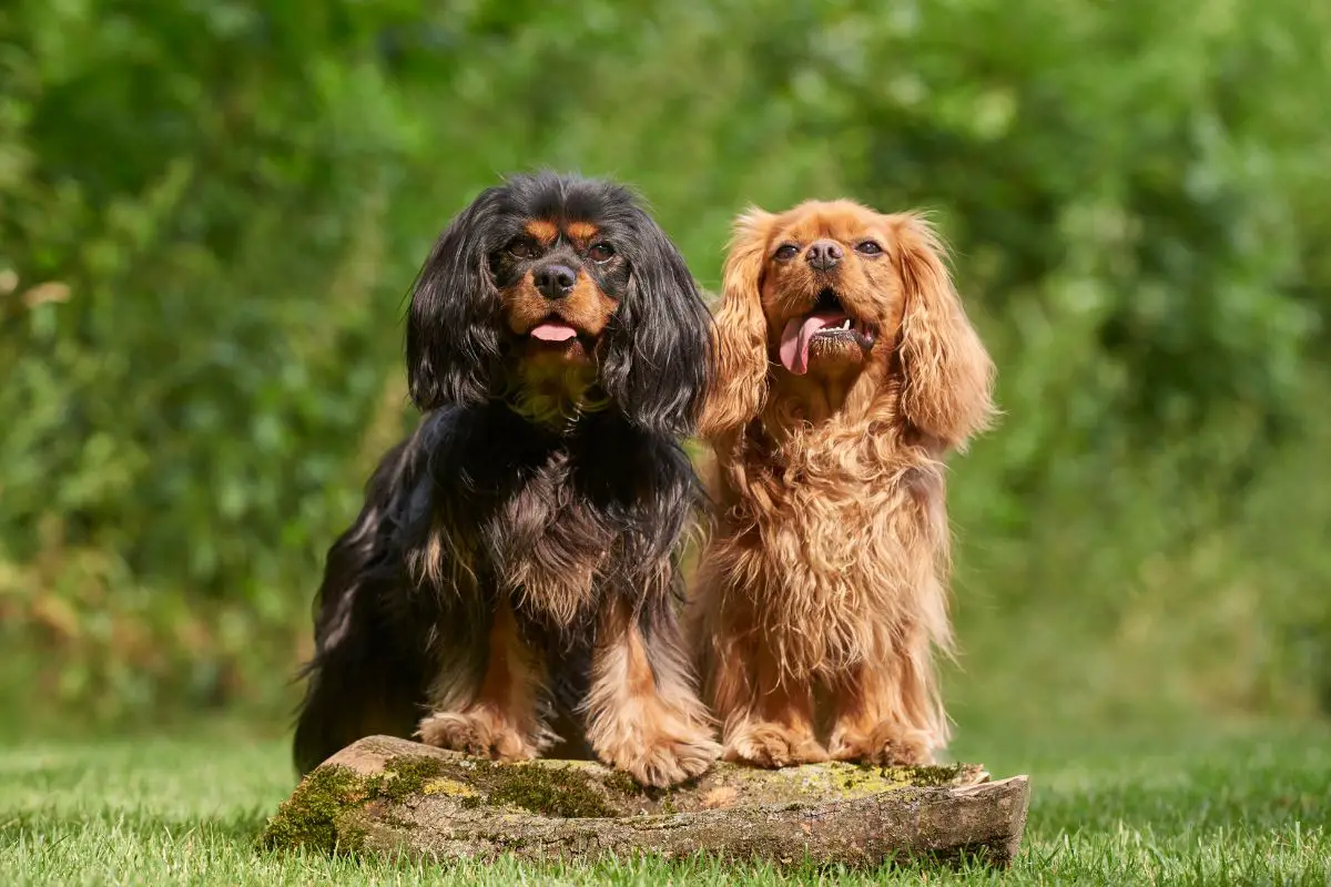 Best Emotional Support Dogs