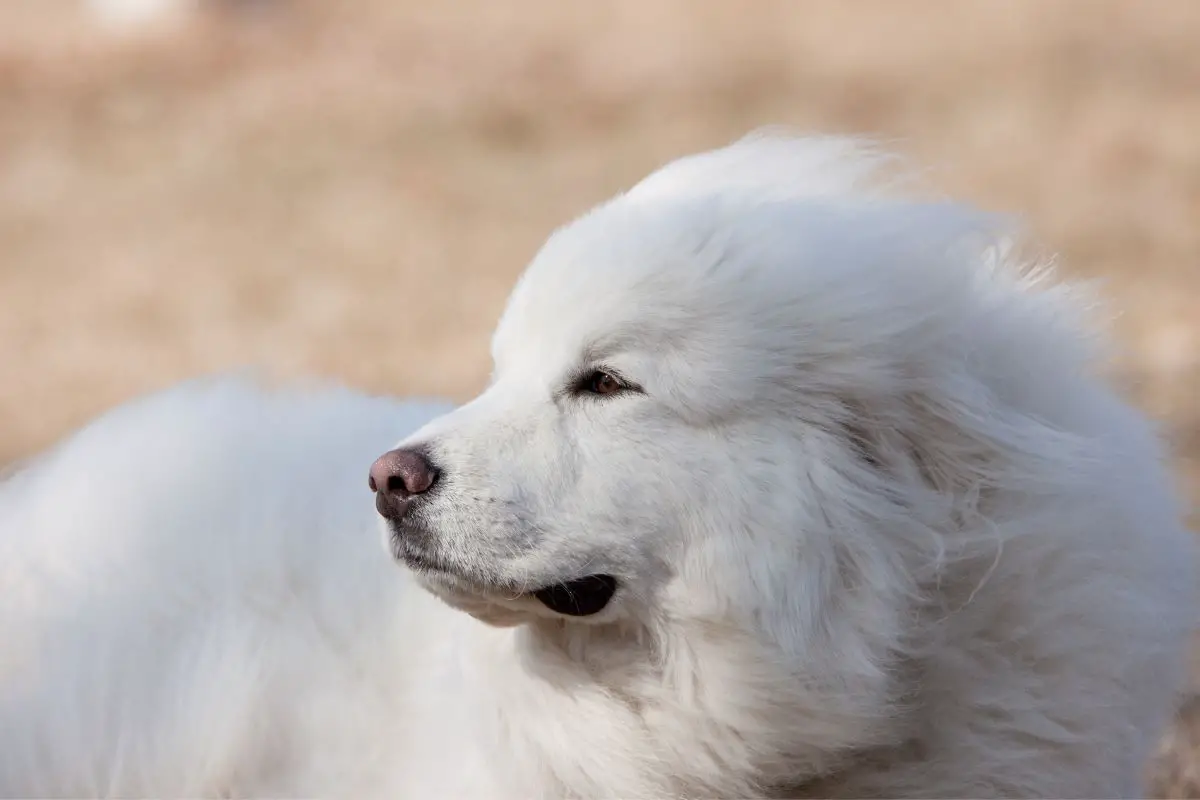 Best Emotional Support Dogs