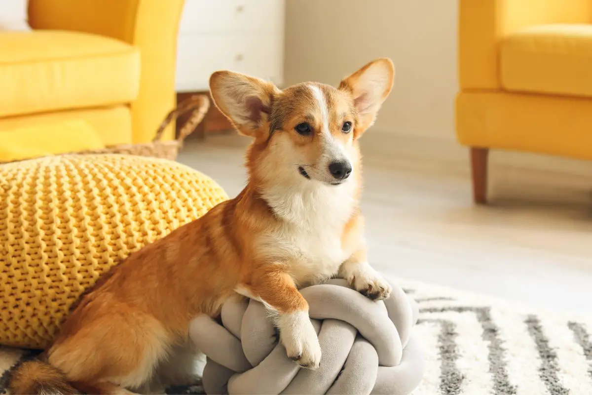 are corgis good emotional support pets