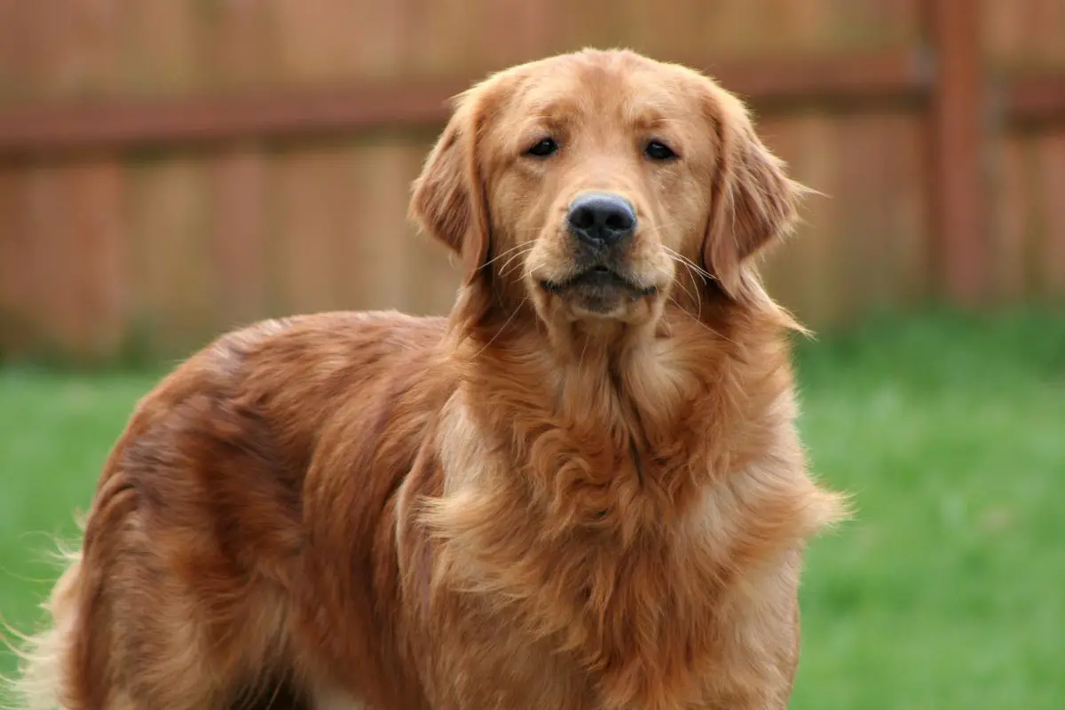 Seizure alert best sale dog breeds