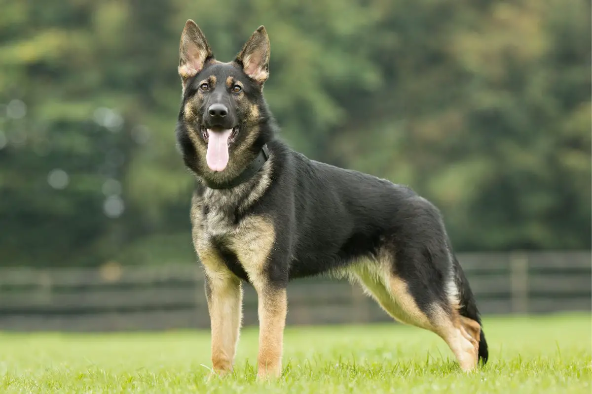 Seizure response sale dog breeds