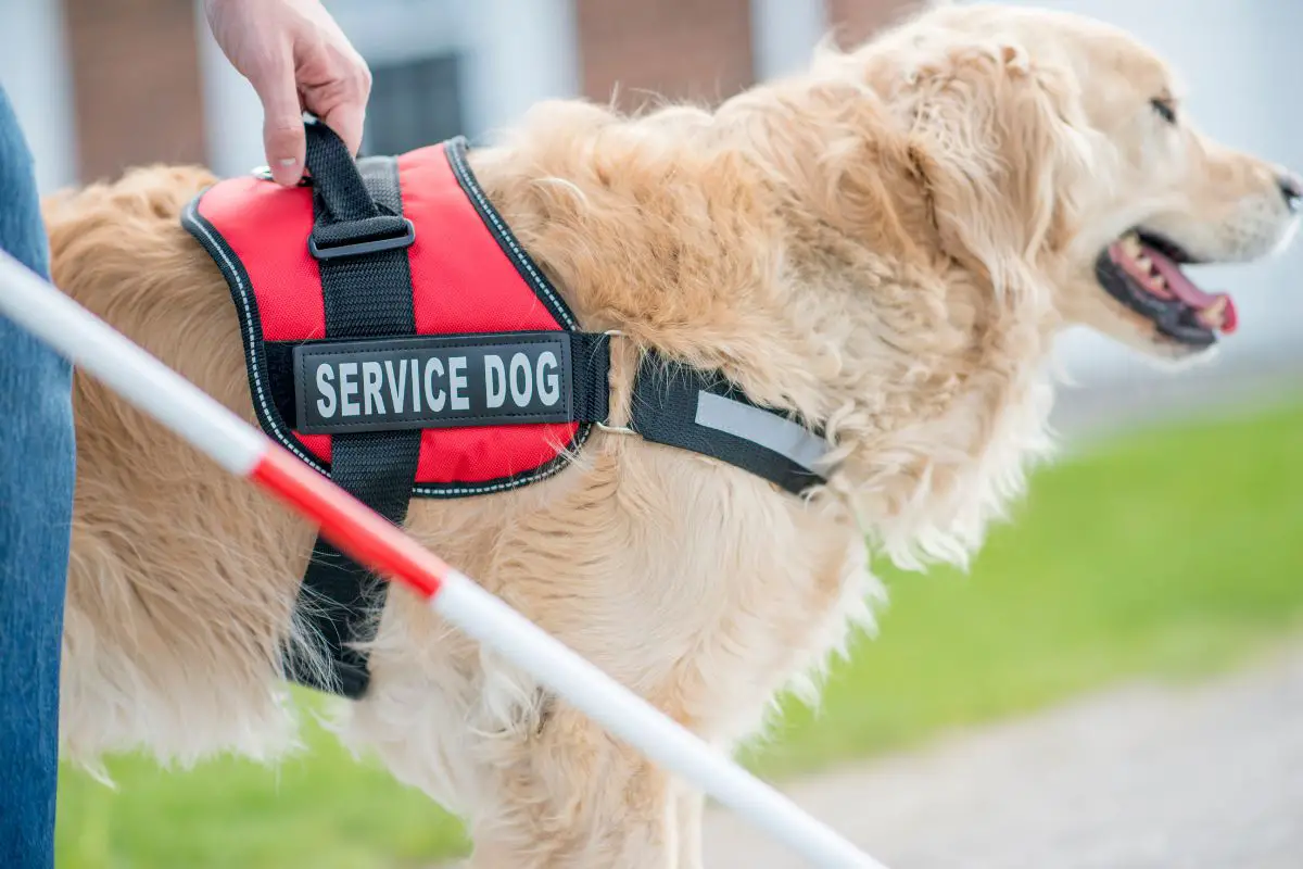 why are golden retrievers good service dogs