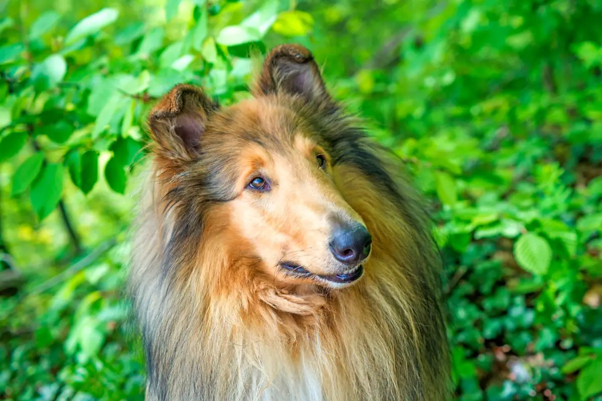 Best Service Dog Breeds