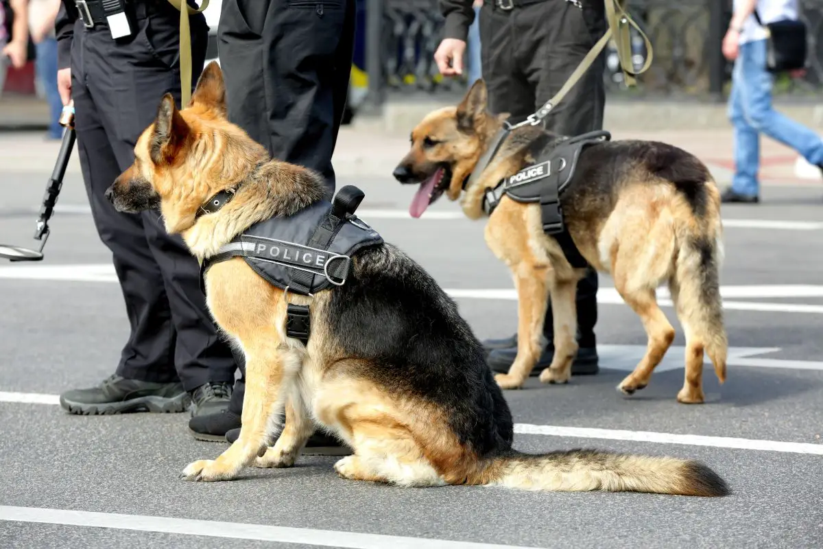 Best Service Dog Vest