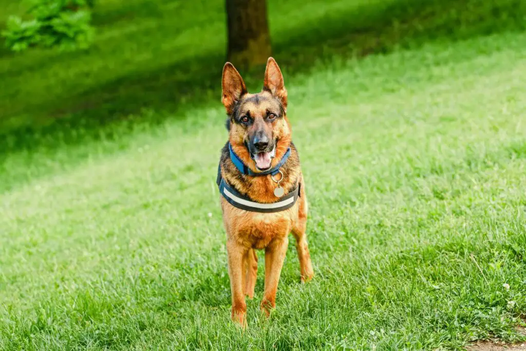 can-a-landlord-require-documentation-for-a-service-dog-therapy-pets