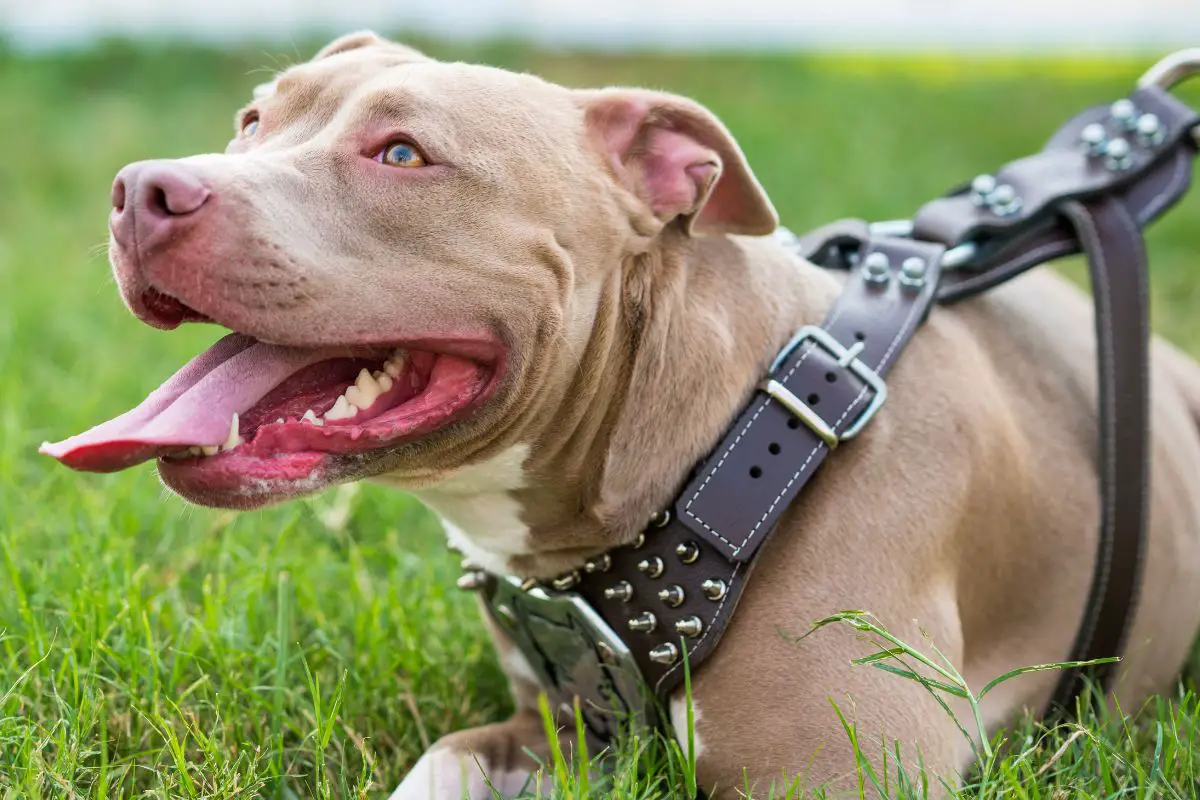 Pitbull store service dog