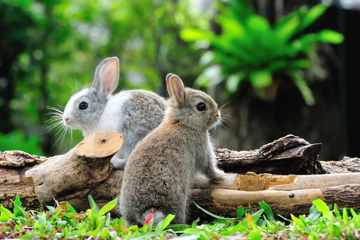 Can A Rabbit Be An Emotional Support Animal?