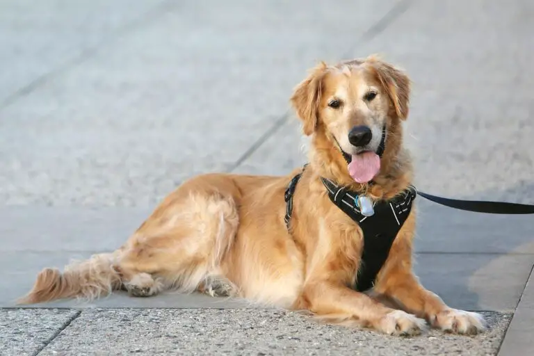 can-you-get-a-service-dog-for-anxiety-therapy-pets-unlimited