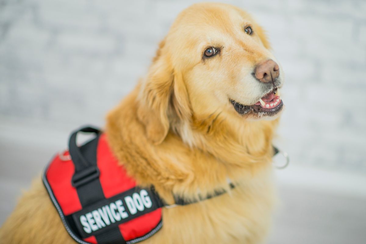 Can You Get A Service Dog For Anxiety Therapy Pets Unlimited