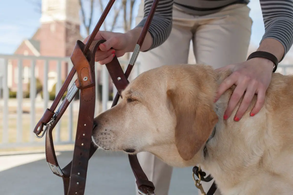 Can You Train Your Own Service Dog