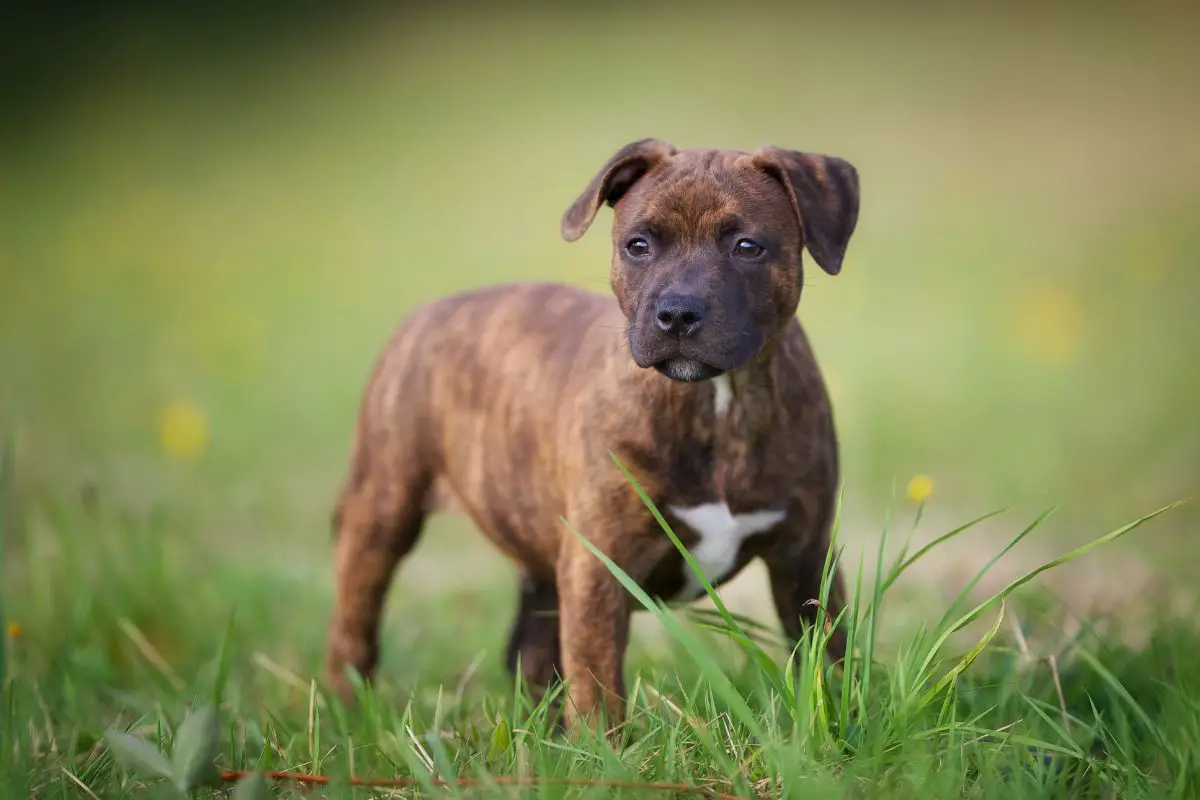 Can a Puppy be a Service Dog