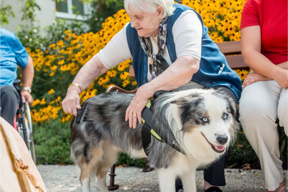 How Can I Get My Dog Trained As An Emotional Support Animal