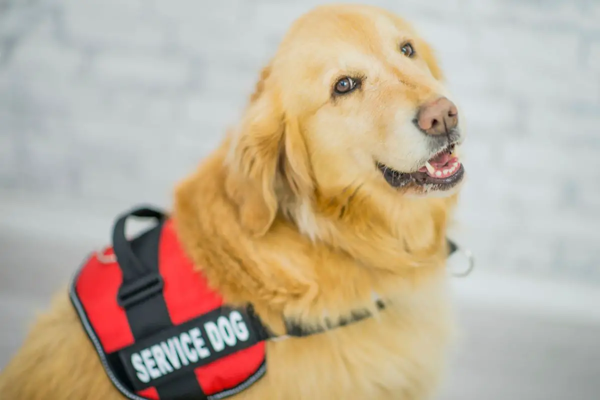 Do Service Dogs Have To Be On A Leash?