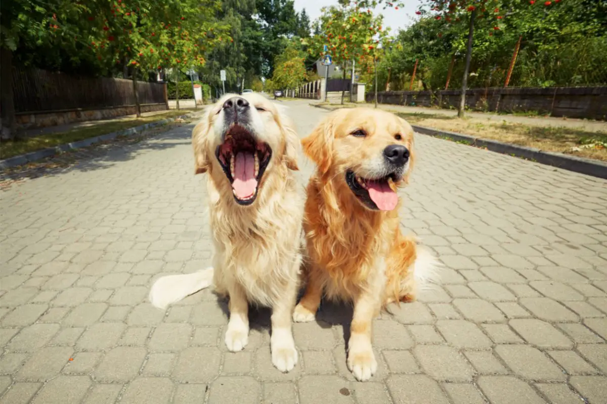 Emotional Support Animal Vs Service Animal