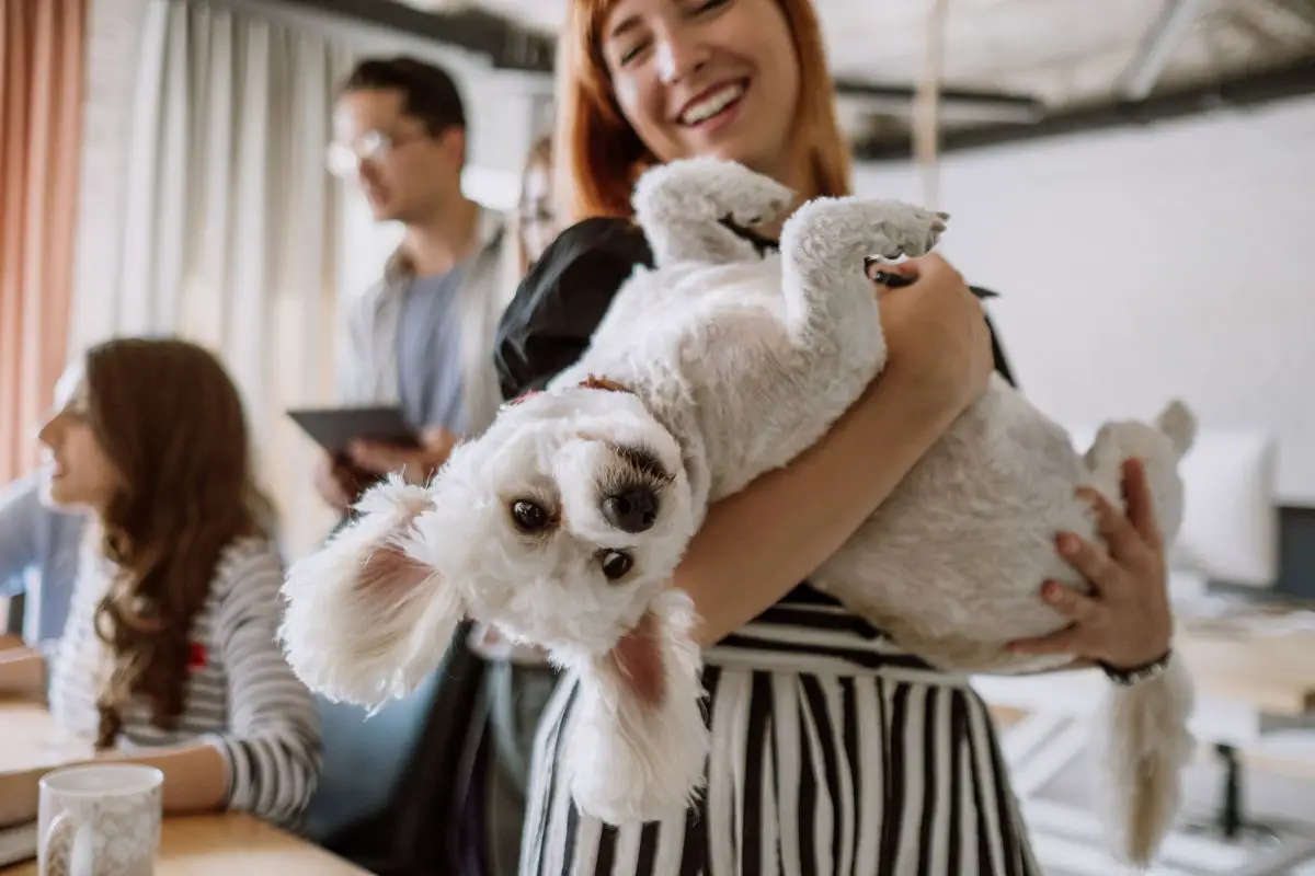Finding You A Pet-Friendly Hotel