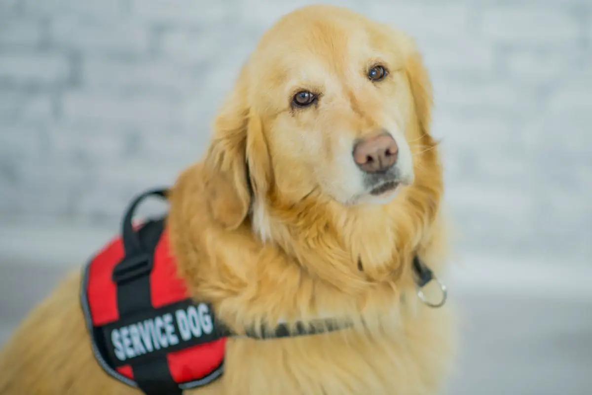 How Do I Get A Service Dog?