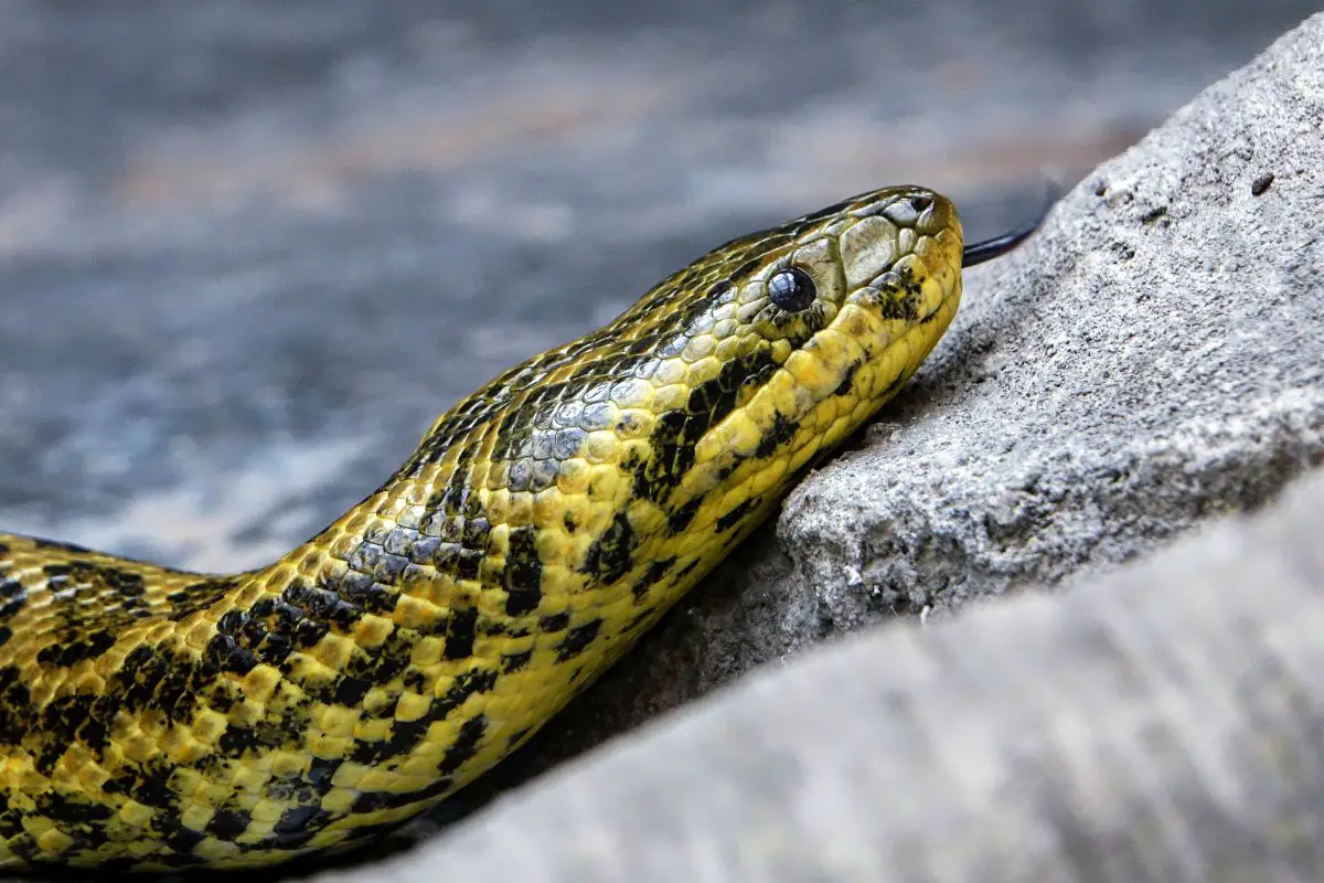 How Do Snakes Help With Anxiety Relief? 