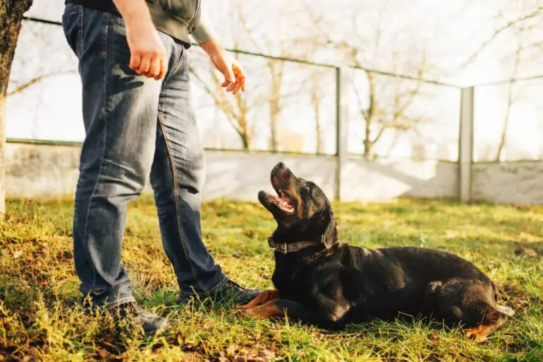 do-service-dogs-have-to-be-on-a-leash-therapy-pets-unlimited