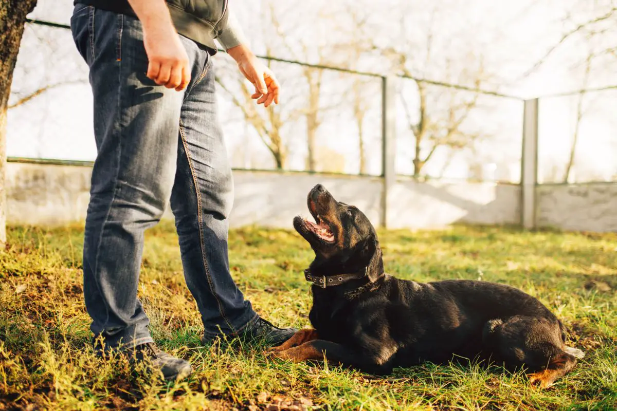 How Much Do Service Dog Trainers Make