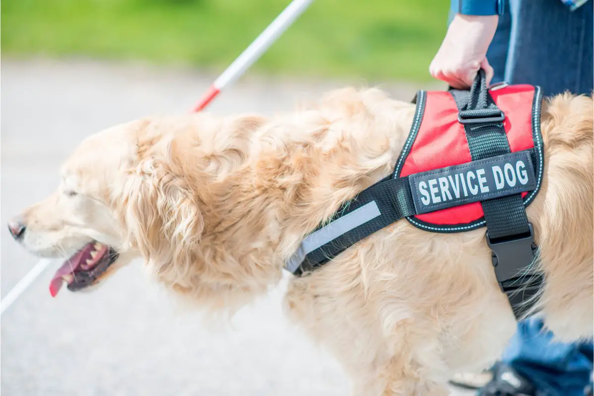 How To Become A Service Dog Trainer