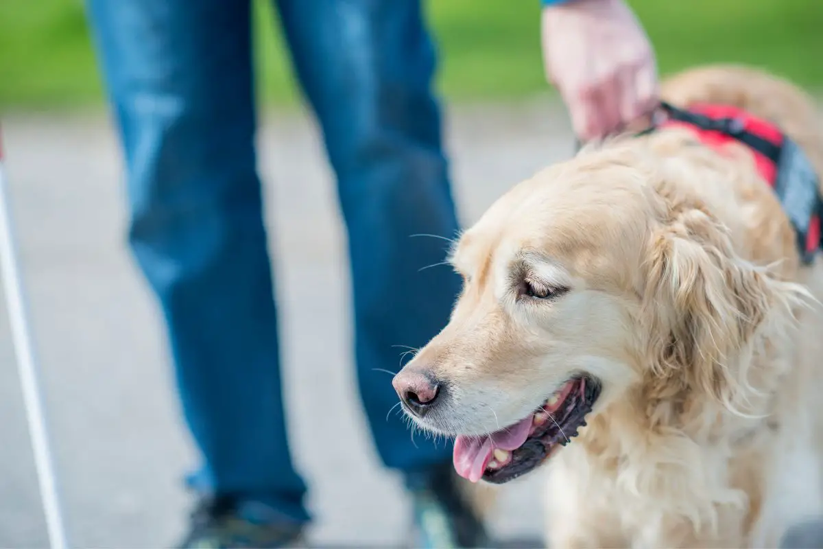 How-To-Catch-A-Fake-Service-Dog-3