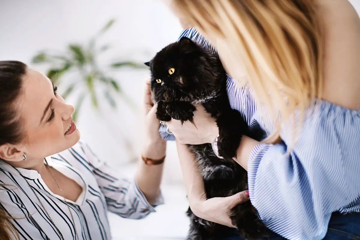 How To Register A Cat As An Emotional Support Animal (1)