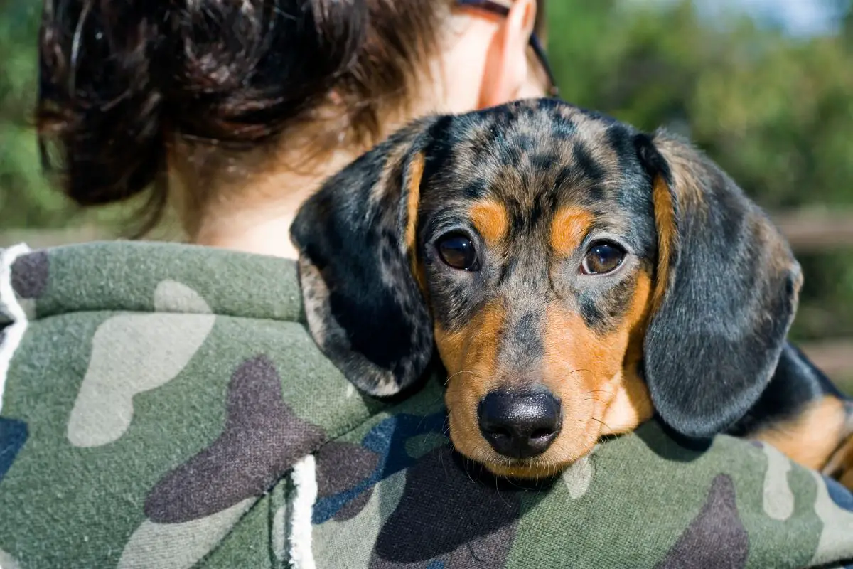 How a Dog Becomes a Service Dog