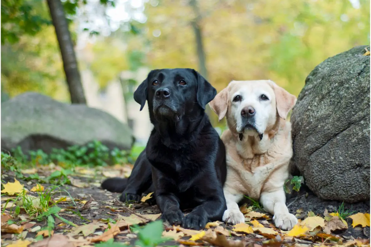 Labrador 