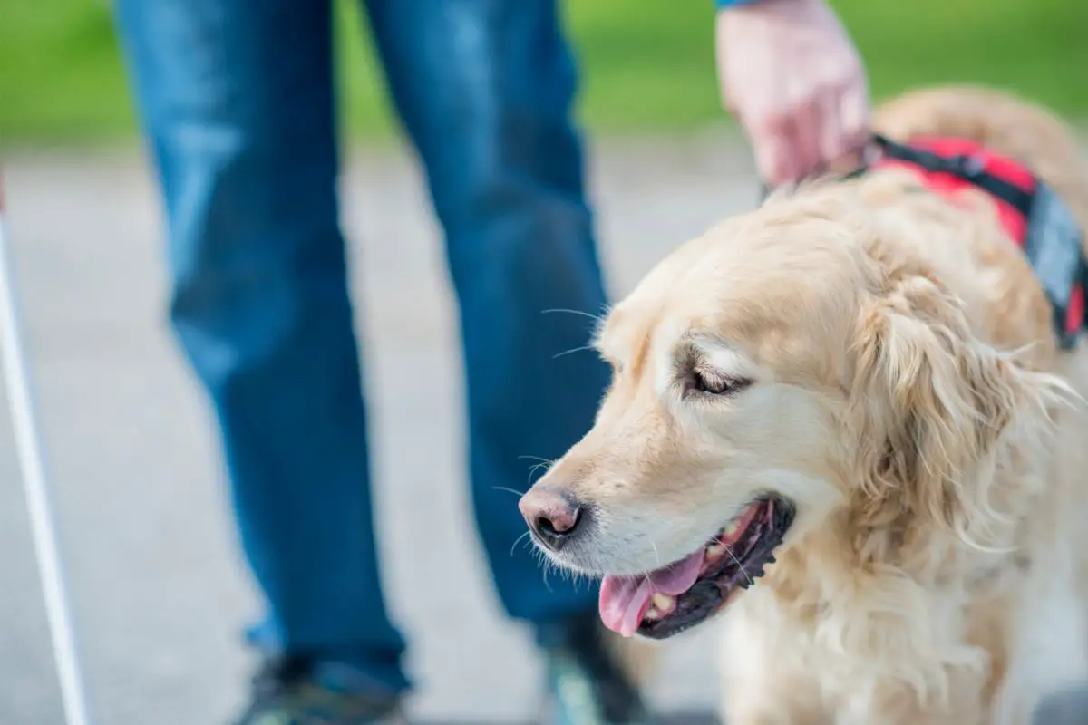 Must A Service Dog Be On A Leash At All Times?