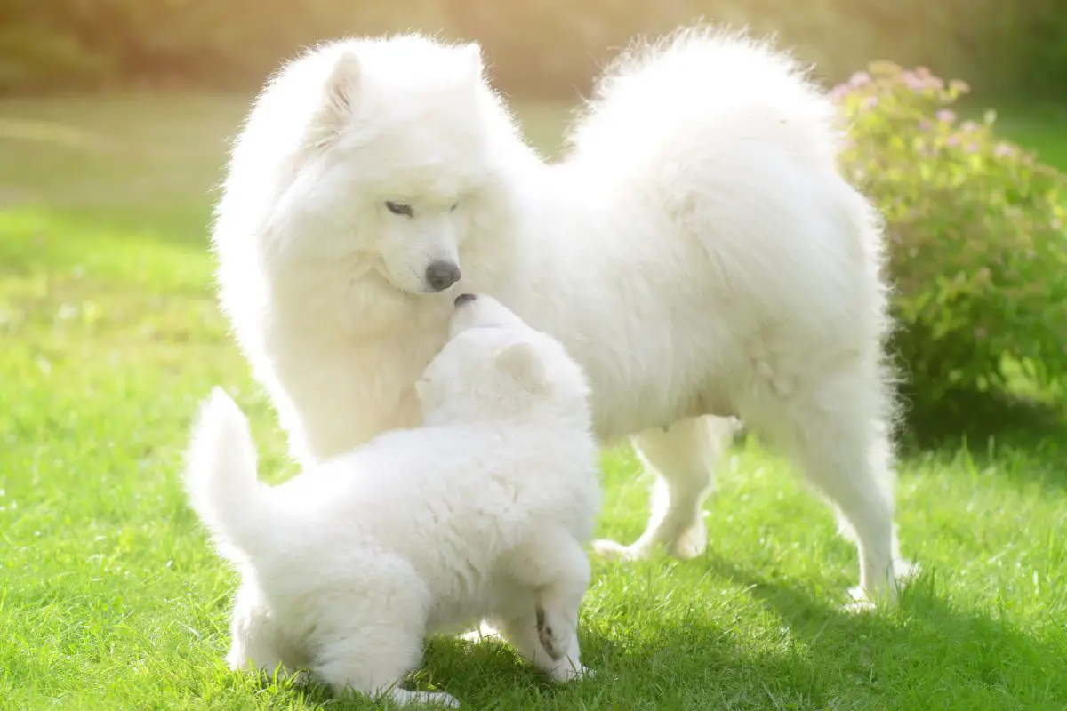 Samoyed