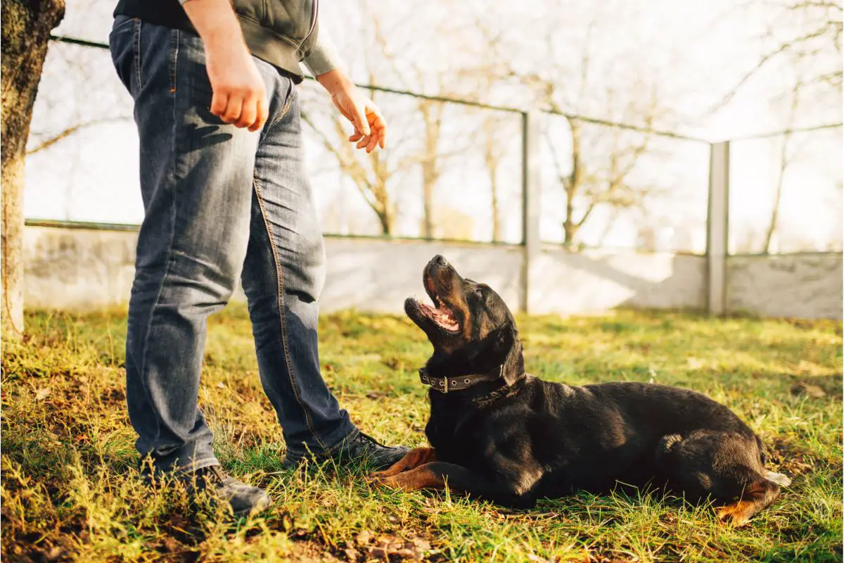 The Benefits And Drawbacks Of Training Your Own Service Dogs 