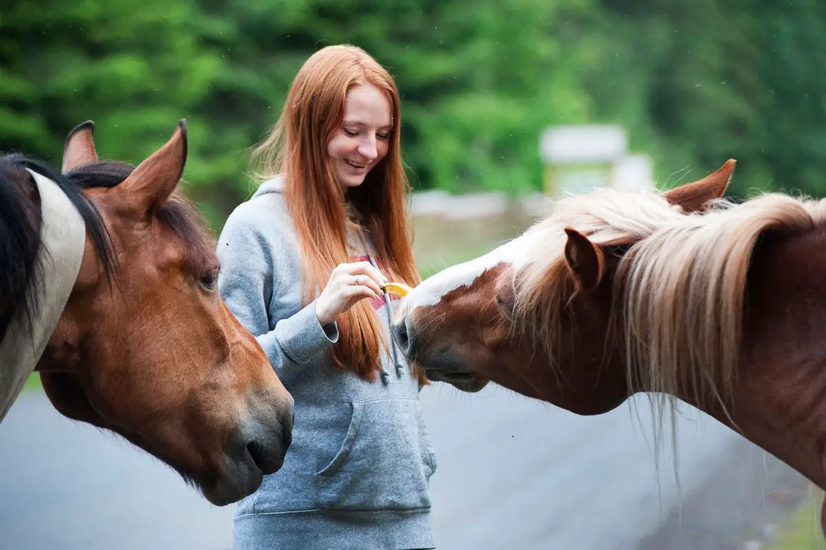 What Animals Can Be Emotional Support Animals