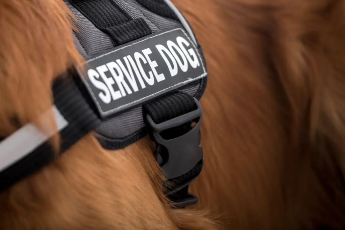 What Are Service Dogs?