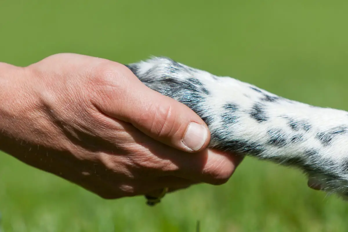 What Does An Emotional Support Animal Do?