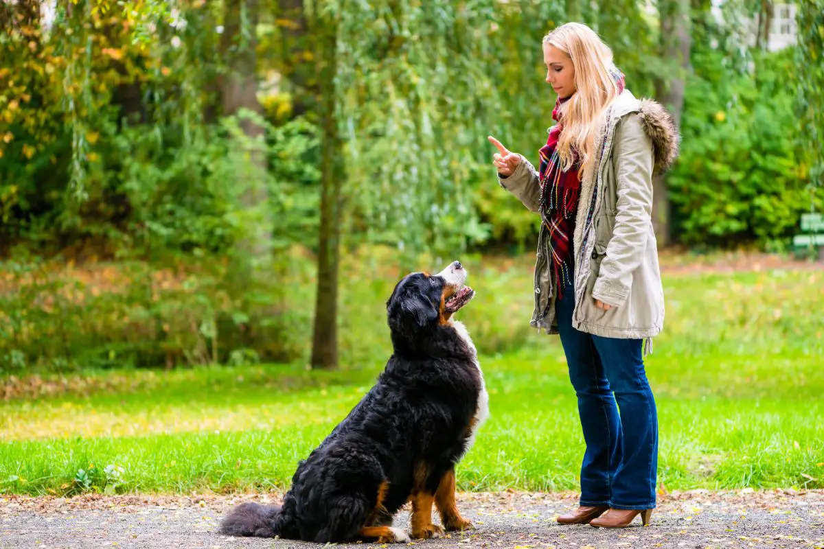 What Other Things Does Learning To Train Service Dogs Include