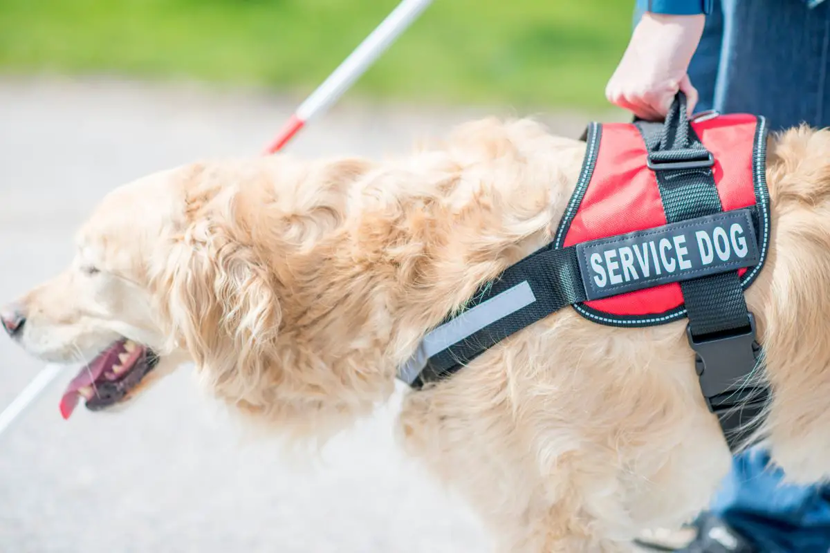 Where To Find A Service Dog